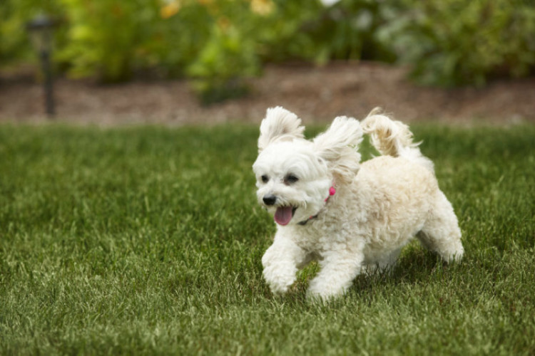 DogWatch_4076 DogWatch_4076