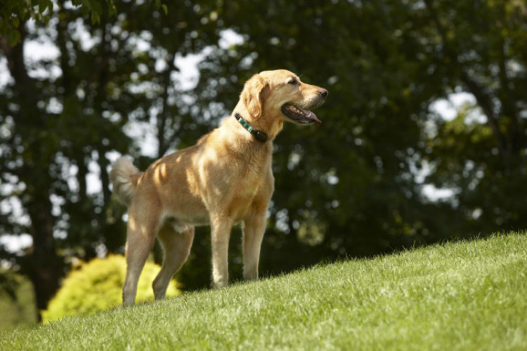 DogWatch_3802 DogWatch_3802