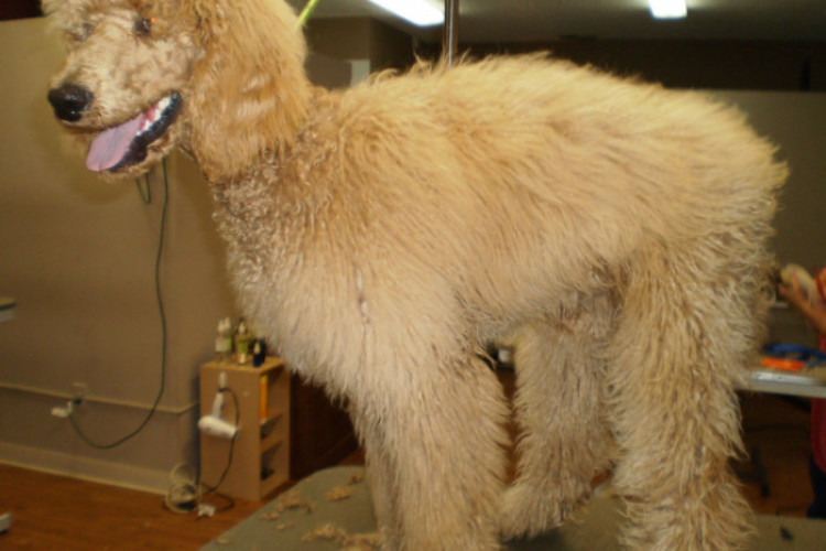 before poodle before poodle