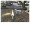 o4s poodle play date o4s poodle play date
