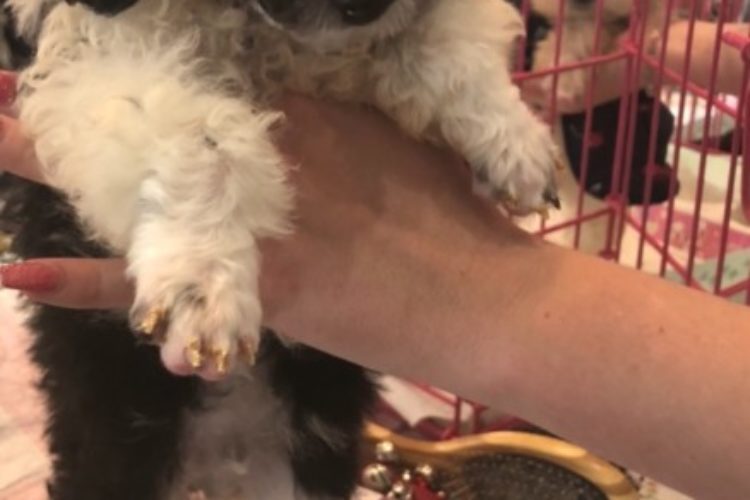 Taco terrier puppy, Maltese puppies, puppy for sale, puppy store, Florida puppy shop Taco terrier puppy, Maltese puppies, puppy for sale, puppy store, Florida puppy shop