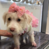 Maltipoo puppy, toy puppy, summerfield puppies, puppy store fl, puppy maltipoo Maltipoo puppy, toy puppy, summerfield puppies, puppy store fl, puppy maltipoo