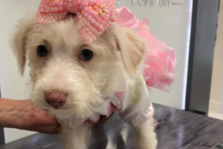 Maltipoo puppy, toy puppy, summerfield puppies, puppy store fl, puppy maltipoo Maltipoo puppy, toy puppy, summerfield puppies, puppy store fl, puppy maltipoo