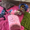 Puppy, Ocala puppy, villages fl puppy, Puppy, Ocala puppy, villages fl puppy,