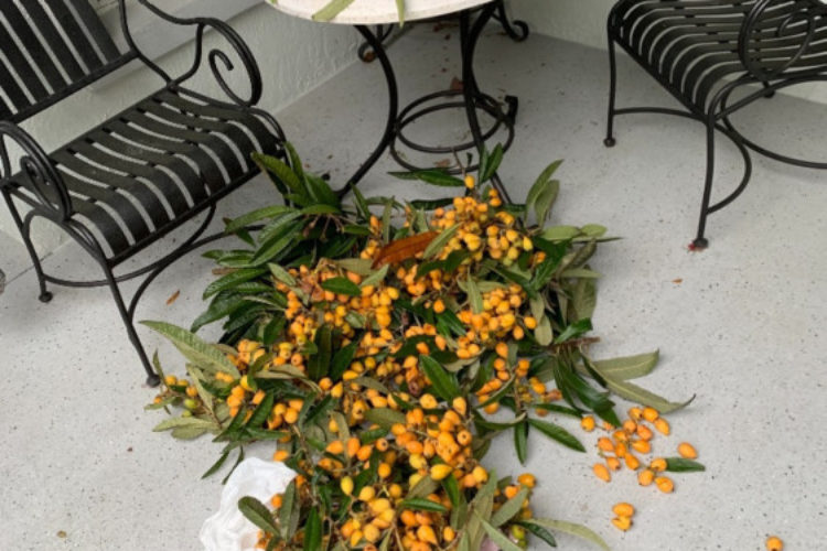 3rd loquat harvest 3rd loquat harvest