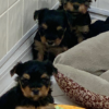 Puppy 2 Puppy 2