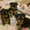 6 weeks old 6 weeks old