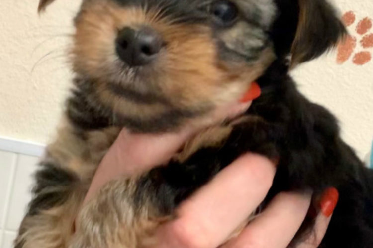 6 wk male 6 wk male