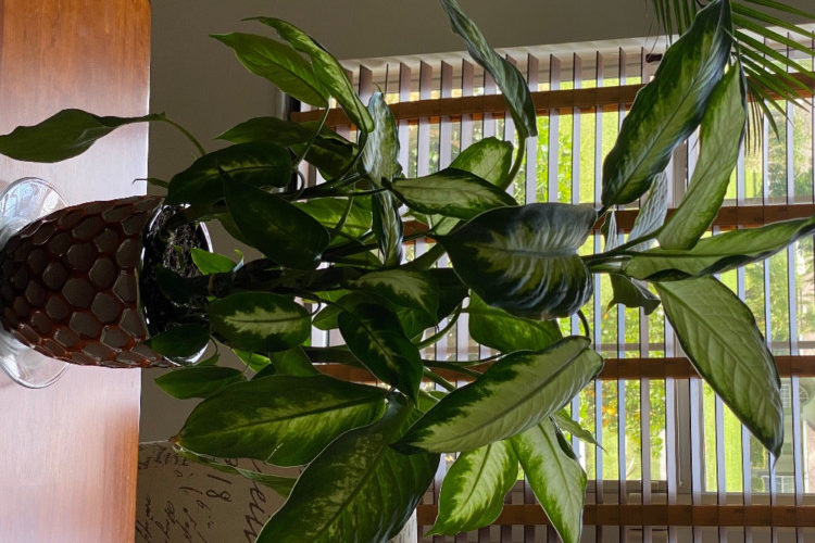 Houseplants & Patio/Lanai Planters - Villages4sale