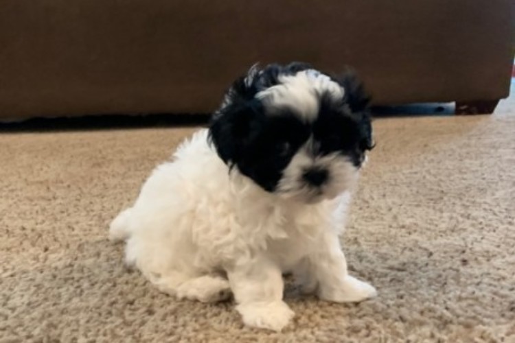Black and white male puppy