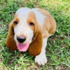 Pup 3 Pup 3
