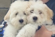Purebred Havanese Puppies for ...