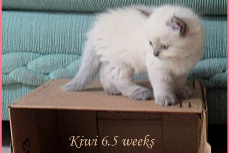 2024-08-18 Kiwi 6.5 weeksIMG_9874