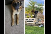 English Mastiff Puppies