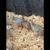 IMG_5547 IMG_5547