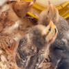 IMG_5603 IMG_5603