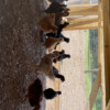 IMG_5827 IMG_5827