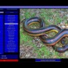 Snakes of Florida 3 Snakes of Florida 3