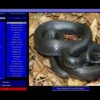 Snakes of Florida 4 Snakes of Florida 4