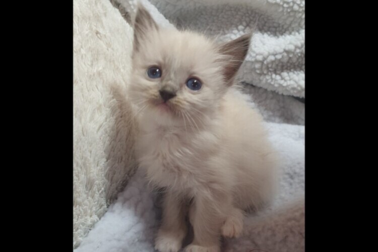 Ragdoll2 Ragdoll2