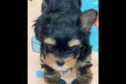 Yorkie Puppies
