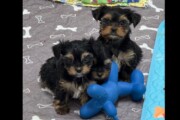 Yorkie Puppies